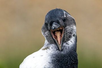 Zwartvoetpinguïn, Spheniscus demersus van Beschermingswerk voor aan uw muur