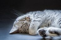Slapende zwarte Silver Tabby kitten van Ben Schonewille thumbnail