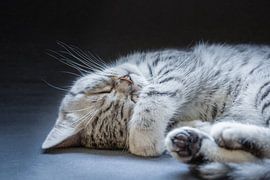 Black silver tabby kitten lying lazy by Ben Schonewille