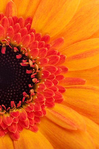 Un morceau de Gerbera jaune-orange très coloré.