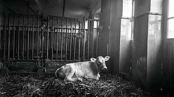 Calf With Weaning Muzzle Lying On Straw In Old Barn