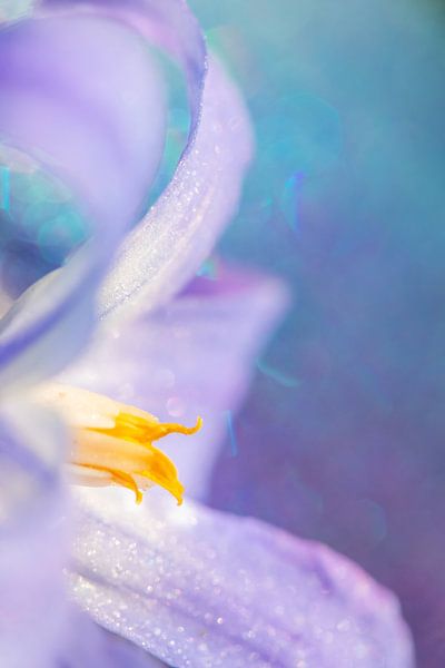 Flower art by Naturdetail Fotografie