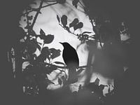 Thrush