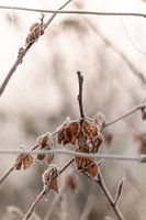 Beech leaves in garden with forst