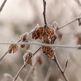 Beech leaves in garden with forst by Sandra Koppenhöfer