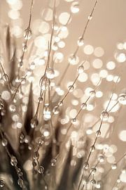 Abstraktion in Taupe - Beige und Grau und Schattierungen (Tropfen auf einer Grasähre) von Marjolijn van den Berg