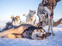 Husky liggend