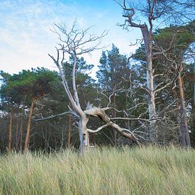 Trees on the beach of the Baltic Sea. Small forest by Martin Köbsch