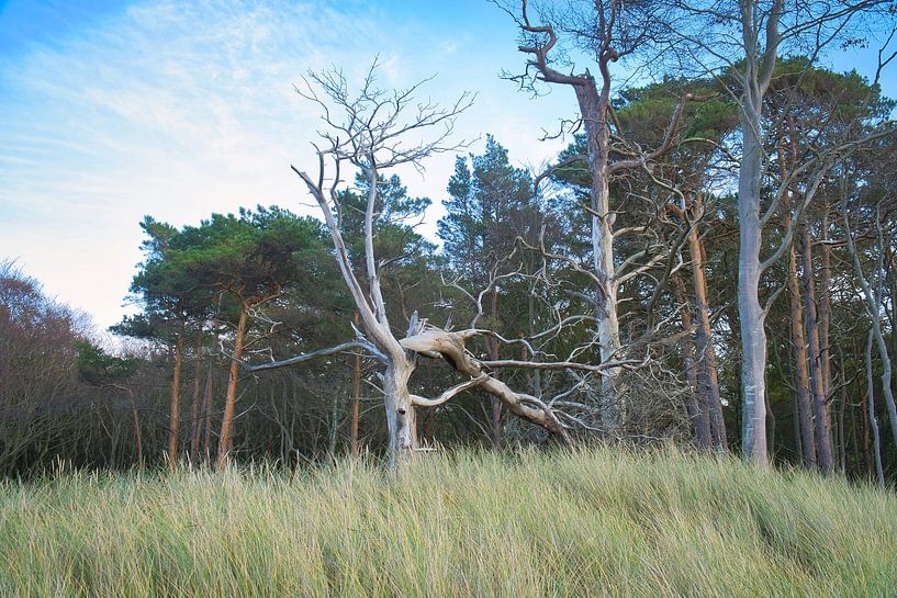 Trees on the beach of the Baltic Sea. Small forest by Martin Köbsch