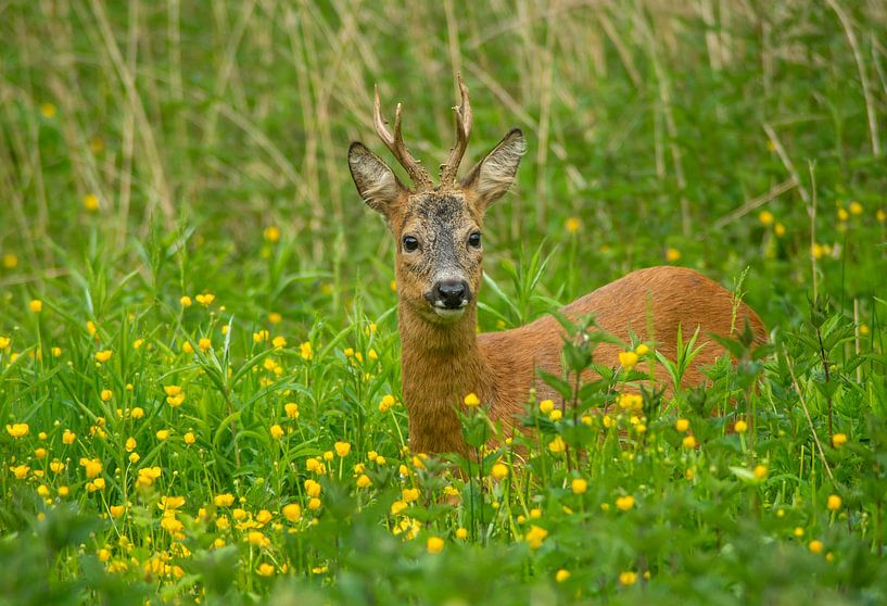 Reebok by Harry Punter
