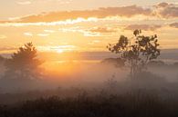 Ein nebliger Sonnenaufgang auf der Alten Buisse Heide von Nature Laurie Fotografie Miniaturansicht
