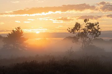 Een mistige zonsopkomst op de Oude Buisse Heide van Nature Laurie Fotografie