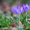Crocussen, voorjaarsbodes van Ad Jekel