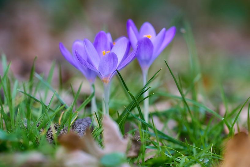 Crocuses, spring bodes by Ad Jekel