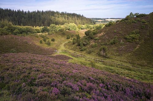 Heather Blooming  in Denmark