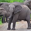 Elefanten im Hluhluwe-Imfolozi-Wildreservat von JTravel