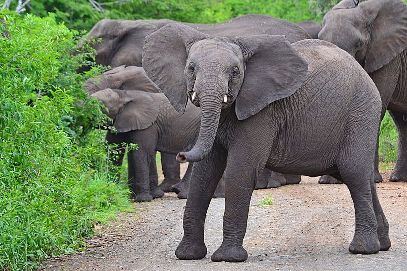 Elephants in Hluhluwe-Imfolozi Game Reserve by JTravel