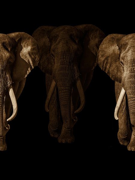 Elephant, Loxodonta.  Africa. Sepia by Gert Hilbink