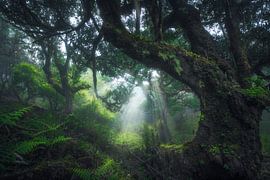 Call of the Wild by Daniel Laan