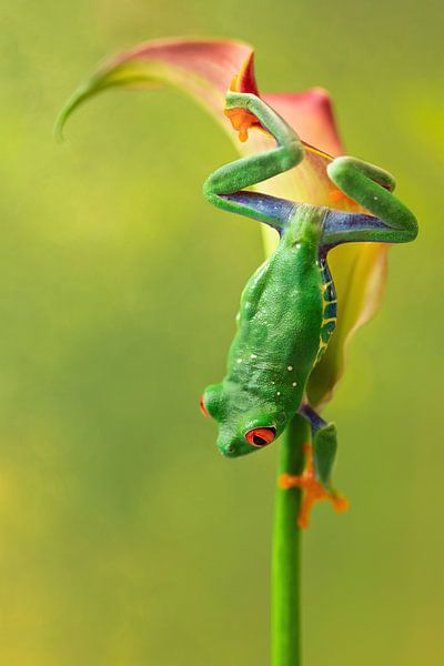 Red-eyed lemur frog by Danielle van Doorn