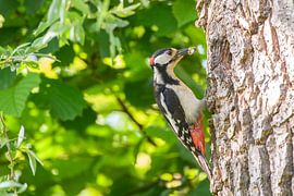 Buntspecht beim Füttern eines Kükens in seiner Baumhöhle von Sjoerd van der Wal Fotografie