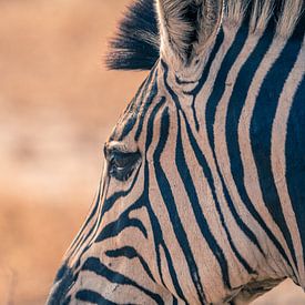 Close up van een Zebra van Luuk Molenschot