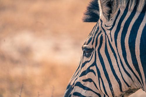 Close up of a Zebra by Luuk Molenschot