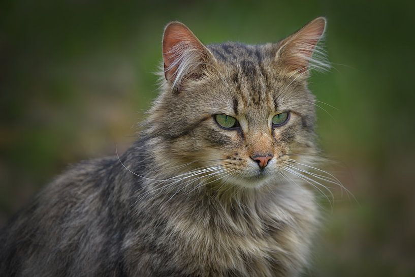 Norwegische Waldkatze von Dieter Beselt