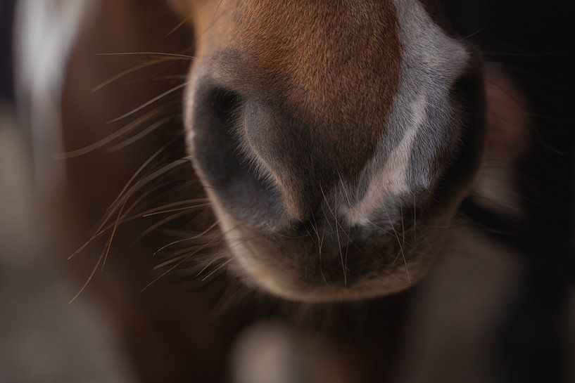 Fine Art Horse Nose | Close-up Horse Nose par BY Patries