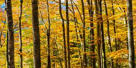 Mountain forest in Allgäu by Walter G. Allgöwer