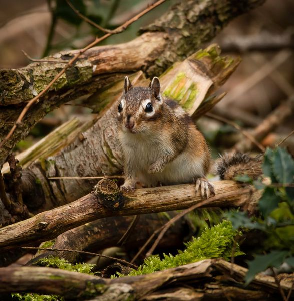 Écureuil terrestre dans les bois par Marjolein van Middelkoop