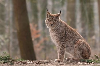 Lynx