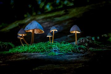 Verlichte paddenstoelen van Jan Budding