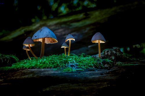 Beleuchtete Pilze