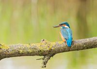 Ijsvogel /Common Kingfisher