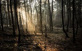 Forest - Holland by Maurice Weststrate