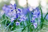 Wilde Hyacinthen