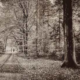 Chevaux dans la forêt en automne sur eric van der eijk