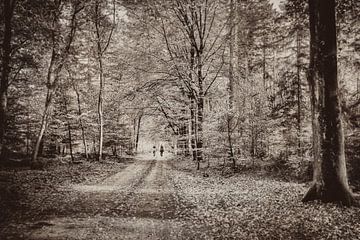 Horses in the forest during autumn by eric van der eijk