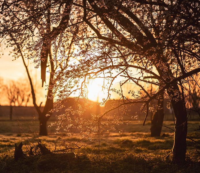 s'épanouissent dans le soleil du matin par Tania Perneel