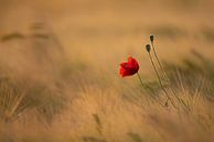 Poppy by Jaco Verheul thumbnail