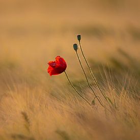 Poppy by Jaco Verheul