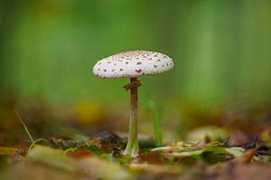 Parasolzwam op de grond van een loofbos in de herfst