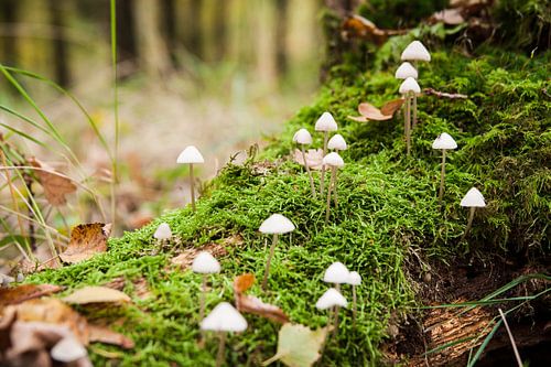 Grooved bonnet toadstool, mushroom. Mycena polygramma. 