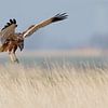 Bruine Kiekendief van Menno Schaefer