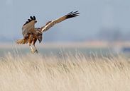 Bruine Kiekendief van Menno Schaefer thumbnail