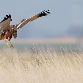 Marsh Harrier by Menno Schaefer