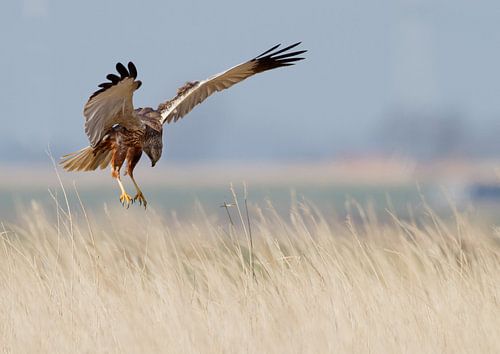 Marsh Harrier