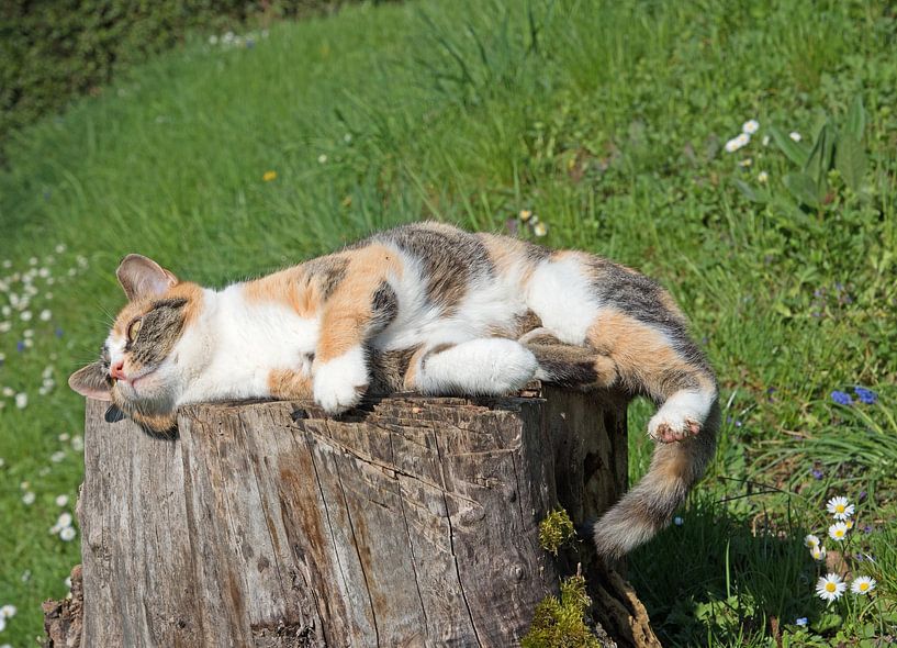 Domestic cat on a tree stump by Michael Schuppich