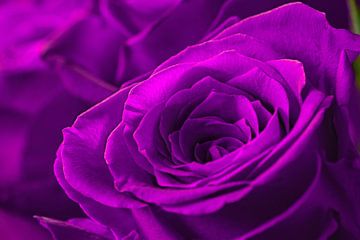 Close-up van mooie paarse rozen van Chihong